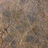 Rainforest Brown lokanais akmens, 265 x 125 cm, (1gab. 3,31m2)